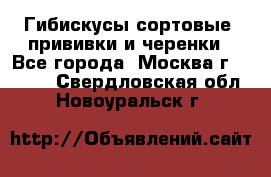 Гибискусы сортовые, прививки и черенки - Все города, Москва г.  »    . Свердловская обл.,Новоуральск г.